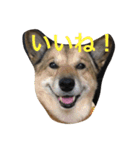 めいちゃんの平和な日々 2。（個別スタンプ：10）