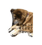 めいちゃんの平和な日々 2。（個別スタンプ：11）