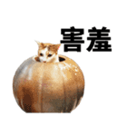 Trouble The Cat -more troubles！！！-（個別スタンプ：10）