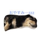 ミニチュアダックス ラブちゃん（個別スタンプ：2）