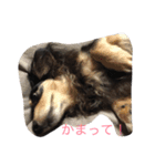 ミニチュアダックス ラブちゃん（個別スタンプ：10）