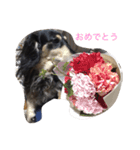 ミニチュアダックス ラブちゃん（個別スタンプ：11）