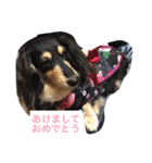 ミニチュアダックス ラブちゃん（個別スタンプ：12）