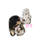 ミニチュアダックス ラブちゃん（個別スタンプ：16）