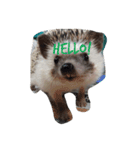 リアルハリネズミ！（個別スタンプ：1）