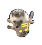 リアルハリネズミ！（個別スタンプ：2）
