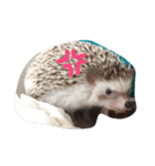 リアルハリネズミ！（個別スタンプ：16）