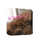 ひめちゃんスタンプ(家用)（個別スタンプ：3）