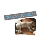 ひめちゃんスタンプ(家用)（個別スタンプ：4）