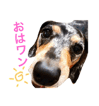 ダックスもも（個別スタンプ：1）