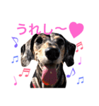 ダックスもも（個別スタンプ：3）