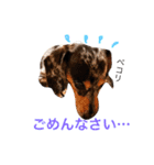 ダックスもも（個別スタンプ：4）