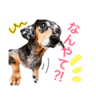 ダックスもも（個別スタンプ：5）