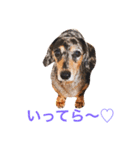 ダックスもも（個別スタンプ：9）