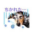 ダックスもも（個別スタンプ：11）