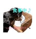 ダックスもも（個別スタンプ：14）