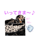 ダックスもも（個別スタンプ：15）