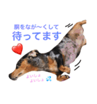 ダックスもも（個別スタンプ：20）