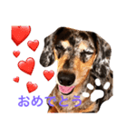 ダックスもも（個別スタンプ：24）