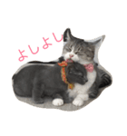 我が家の  猫たち（個別スタンプ：1）