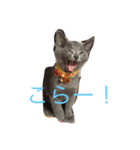 我が家の  猫たち（個別スタンプ：4）