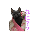 我が家の  猫たち（個別スタンプ：6）