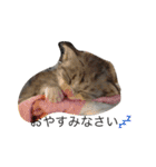 我が家の  猫たち（個別スタンプ：7）