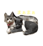 我が家の  猫たち（個別スタンプ：8）