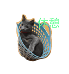 我が家の  猫たち（個別スタンプ：9）