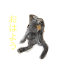 我が家の  猫たち（個別スタンプ：10）