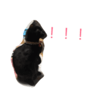 我が家の  猫たち（個別スタンプ：11）