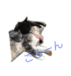 我が家の  猫たち（個別スタンプ：13）