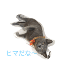 我が家の  猫たち（個別スタンプ：14）