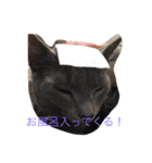 我が家の  猫たち（個別スタンプ：16）