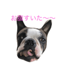 クレイ＆ボルダー（個別スタンプ：7）