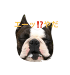クレイ＆ボルダー（個別スタンプ：11）