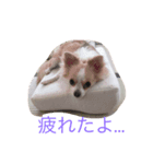 ちろたん（個別スタンプ：2）