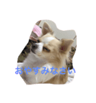 ちろたん（個別スタンプ：7）