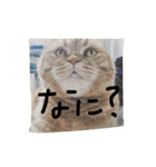 猫のような何か（個別スタンプ：2）