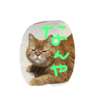 猫のような何か（個別スタンプ：3）