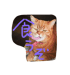 猫のような何か（個別スタンプ：4）