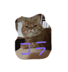 猫のような何か（個別スタンプ：5）
