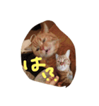 猫のような何か（個別スタンプ：6）