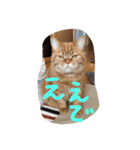 猫のような何か（個別スタンプ：7）