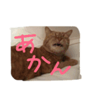 猫のような何か（個別スタンプ：8）
