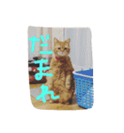 猫のような何か（個別スタンプ：10）