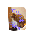 猫のような何か（個別スタンプ：11）