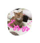 猫のような何か（個別スタンプ：12）