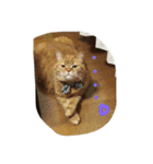 猫のような何か（個別スタンプ：13）