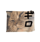 猫のような何か（個別スタンプ：14）